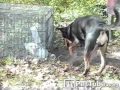 Dog Helps Bunny Escape Cage - animals, cage, cute, digging, dog, escape, pets, rabbit, funny