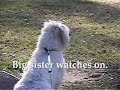 ZOIDBERG: Goes to Obedience School.
