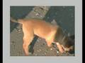 Chispa puppy 1999