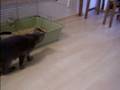 videos de Angie a Oskar:)