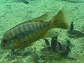 Ultimate Mbuna Tank Ultimate Mbuna Tank