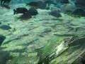 Ultimate Mbuna Tank
