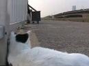 Tortoiseshell Cat ilive in sea side ????????3 Tortoiseshell Cat ilive in sea side ????????3