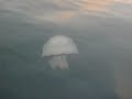 Grosse m�duse dans le port de Toulon