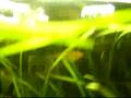 My Amazing Freshwater Tropical Aquarium(update 21/08/2008)