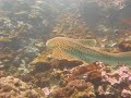 Scuba Diving off Phuket Thailand at Shark Point