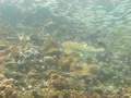 Scuba Diving off Phuket Thailand at Shark Point
