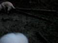 videos de Noomi og Samson ved og i Mudderpøl