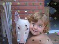 gal-la (bull terrier) & friends. gal-la (bull terrier) & friends.