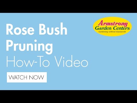 how to trim rose trees
