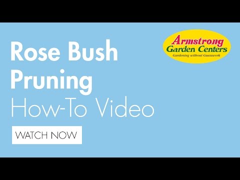 how to care for a rose bush