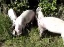 Escaped Hogs Eating Hazelnuts N 51.98950 E 4.40394 Escaped Hogs Eating Hazelnuts N 51.98950 E 4.40394