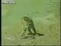 bobcat vs rattlesnake bobcat vs rattlesnake