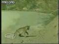 bobcat vs rattlesnake