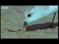 Wild Africa: Sahara Desert Sea Birds Wild Africa: Sahara Desert Sea Birds
