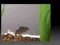 blood parrot ciclid and catfish