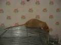 Mijn ratje Tristan