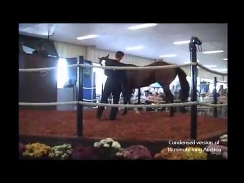 horses grand national