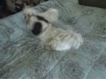 Mia and Oso's Wrestling Match w/ s