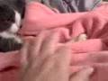 videos de Mac and robe_NEW.avi
