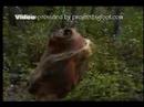 Checking Bigfoot bait of Chicken and Ham