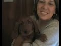 nascita cagnolini setter irlandese tenro divertente animali