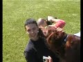 nascita cagnolini setter irlandese tenro divertente animali