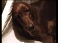 nascita cagnolini setter irlandese tenro divertente animali