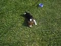 Cachorrito jugando en el cesped!!!