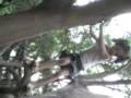 videos de Alejandrita trepando un árbol en parque forestal
