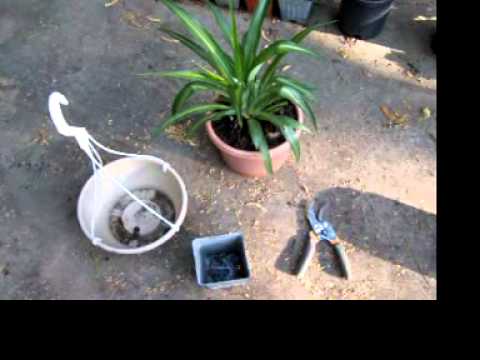 how to replant baby spider plants