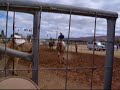 ラクダ動画