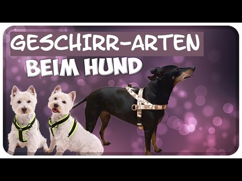 Geschirrarten beim Hund! Welches Geschirr ist das Beste?! Führgeschirr, Norwegergeschirr und Co!