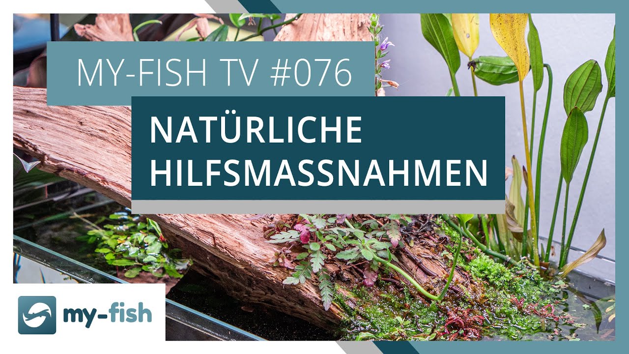 Natürliche Maßnahmen gegen die meisten Probleme im Aquarium | my-fish TV #076
