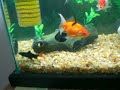 Aqua comunitário com 02 Bicolors, 02 Pangassius, 02 Frenatus Albino, 08 Kinguios e 01 Betta 