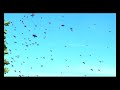 Swarming bees at Wellington Inner City Bypass wall