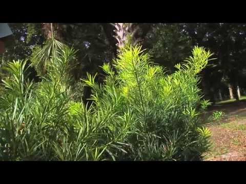 how to transplant yews
