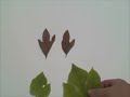 EatTheWeeds: Episode 08: Sassafras & Mulberry EatTheWeeds: Episode 08: Sassafras & Mulberry