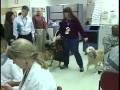 videos de The power of a pet