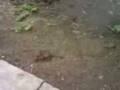 videos de A Little Brave Mouse