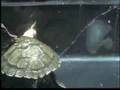 turtle vs frog