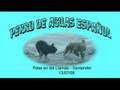 Perro de agua español - pdae en las Llamas-Julio 08