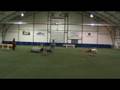 Paris's Second Masters Jumpers Agility Run