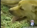 the-most-amazing-dog.html