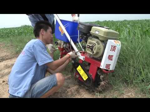 how to fertilize iris