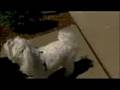 How Smart Is Your Dog?
