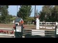 SOLD!, well broke Dutch Warmblood Jumper/ Big Eq. Horse