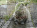 Funny animal Pics