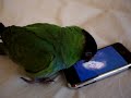 Conure & iPhone