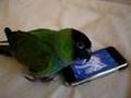 Conure & iPhone